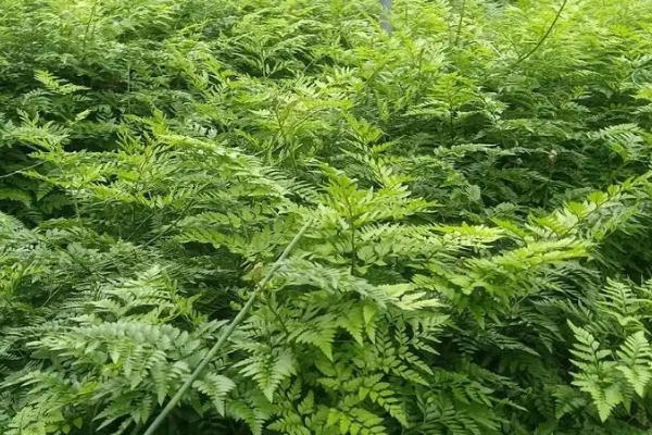 玫瑰花搭配哪种绿叶，适合与八角金盘、蓬莱松等植物的叶片一起包装