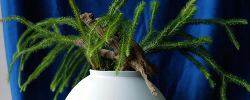 石松怎么养，遵循见干见湿原则浇水