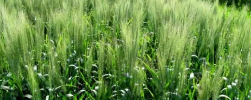 冬天种植的农作物，可以种植大麦、蚕豆等