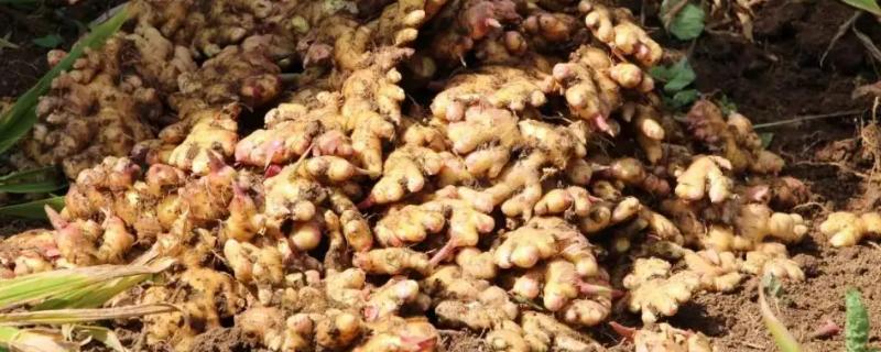 生姜用什么肥料能高产，可选择有机肥、尿素等