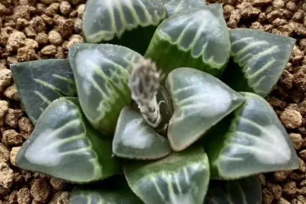 多肉叶片干瘪的原因，可能是受到暴晒、缺水、施肥不当等因素造成