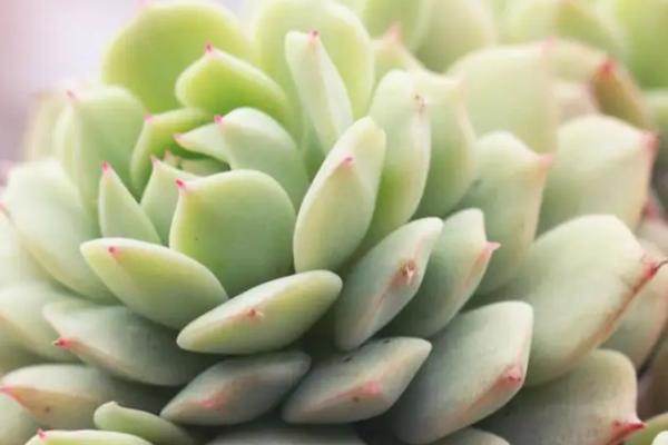 多肉叶片干瘪的原因，可能是受到暴晒、缺水、施肥不当等因素造成