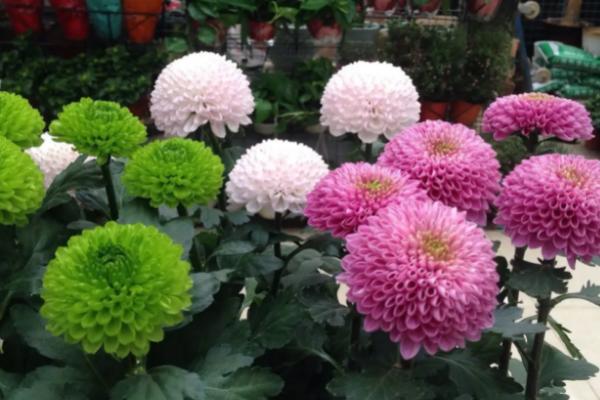 乒乓球花怎么养殖，每天要晒光6-8小时