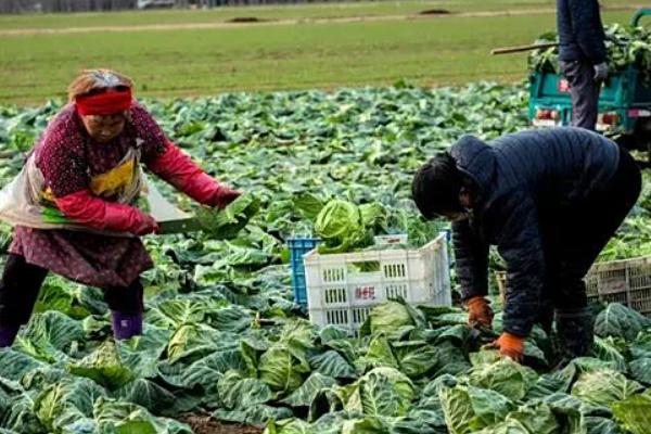 甘蓝的收获方法，可人工采收或用机械采摘
