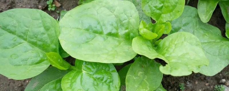 木耳菜和落葵薯有什么区别，科属、花朵颜色和生长位置均不同