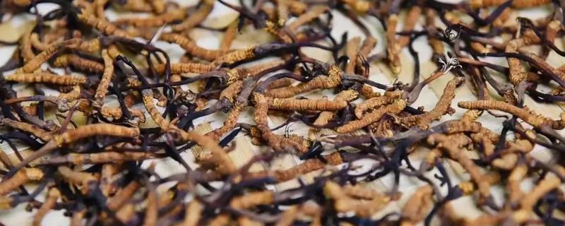 冬虫夏草是怎么形成的，是一种昆虫与真菌的结合体