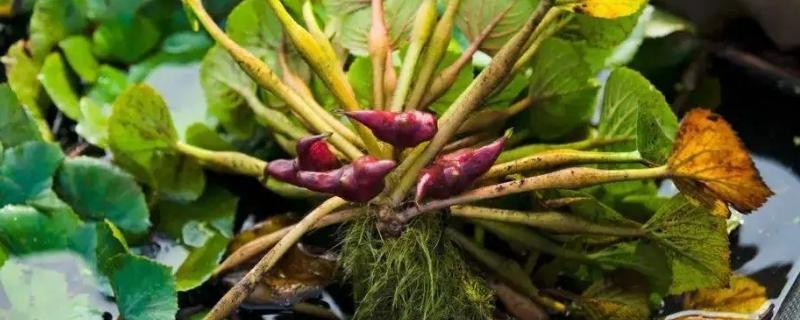 什么是菱角米，属于水生草本植物、具有龙角等别称