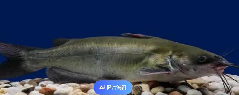 鮰鱼的养殖注意事项，育苗要从正规的途径选购