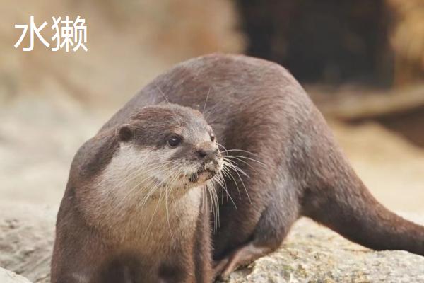 水獭相关介绍，属于鼬科动物、全身长有咖啡色的毛发