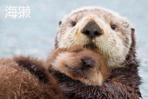 水獭相关介绍，属于鼬科动物、全身长有咖啡色的毛发