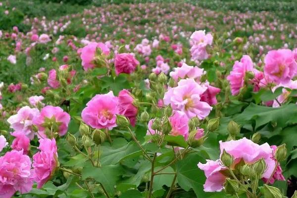 芙蓉花不长花苞如何解决，增加光照可促进花芽分化