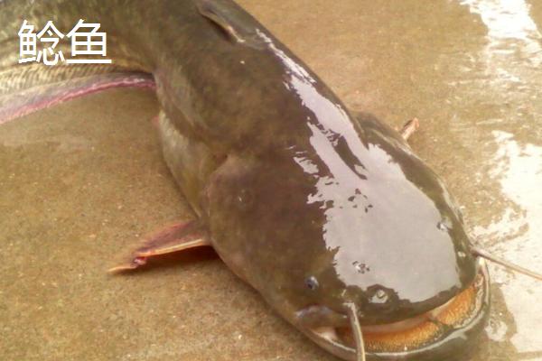 鮰鱼的养殖注意事项，育苗要从正规的途径选购
