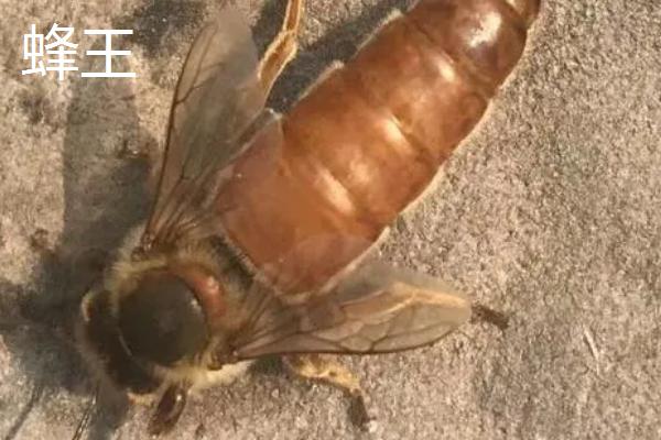 蜂王和工蜂的区别是什么，外观、食物和职能均不同