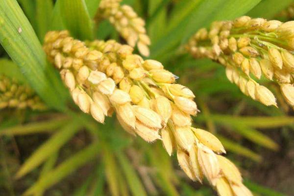 宜优1988水稻种子特征特性，平均全生育期154天