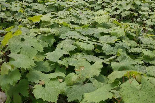 蓝宝石葡萄苗的种植方法，剪除不良的根系、消毒晾干后再栽种