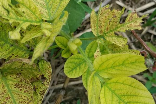 大豆药害的症状，主要表现为根部腐烂、叶片出现斑点