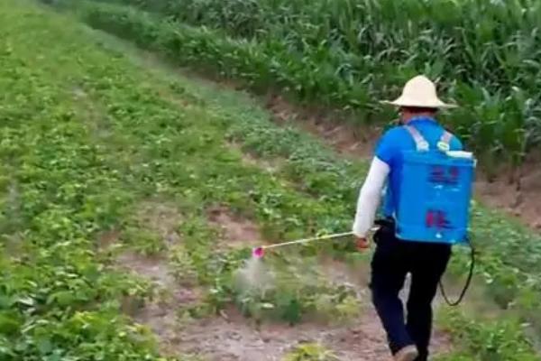 大豆药害的症状，主要表现为根部腐烂、叶片出现斑点