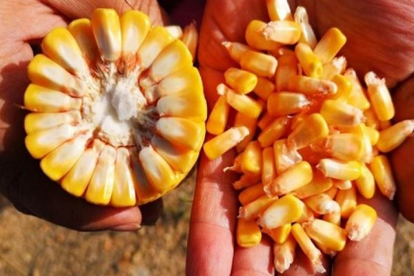 秋乐151玉米种子特点，夏播生育期96天