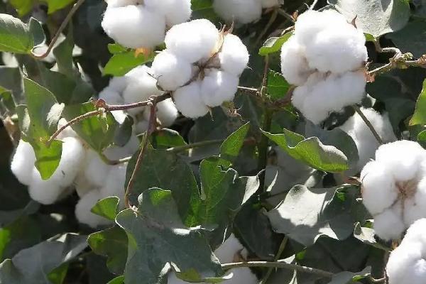 鑫秋4号棉花种子介绍，属中早熟品种