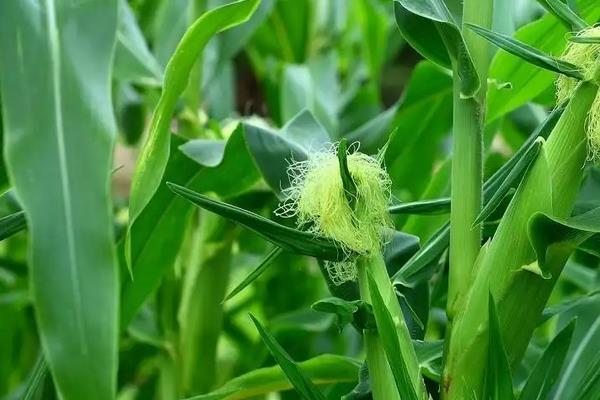 吉祥1号玉米种子特征特性，夏播生育期96天