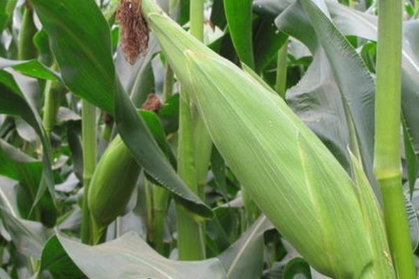 吉祥1号玉米种子特征特性，夏播生育期96天