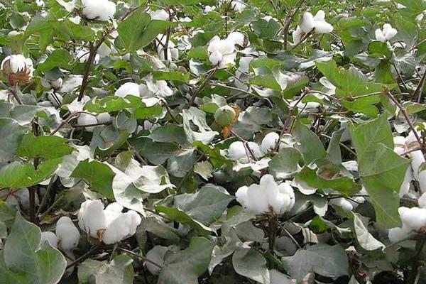 中棉所72棉花种子特征特性，每亩密度1800-2200株