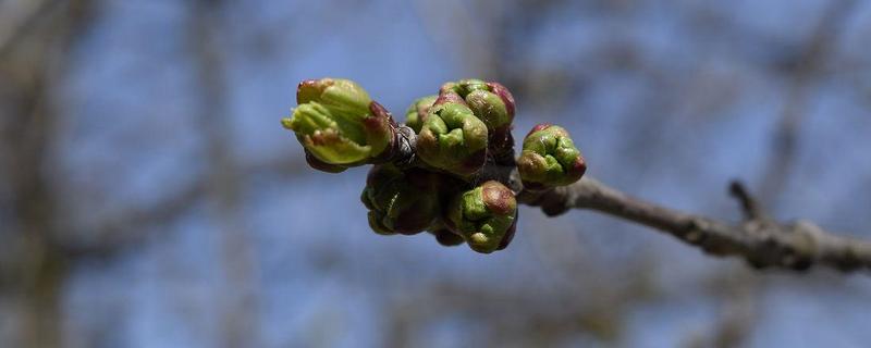 樱花发芽后怎么办，初期要让它接受柔和的散射光