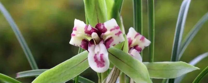 兰花一年开几次，一年开1-3次花