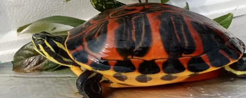 火焰龟长得快不快,一年就可以长10厘米