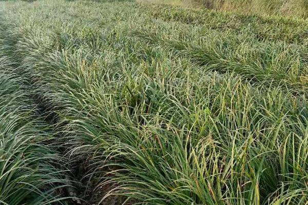 石菖蒲种植三年可以亩产多少斤，鲜货亩产量通常在800-1000斤左右