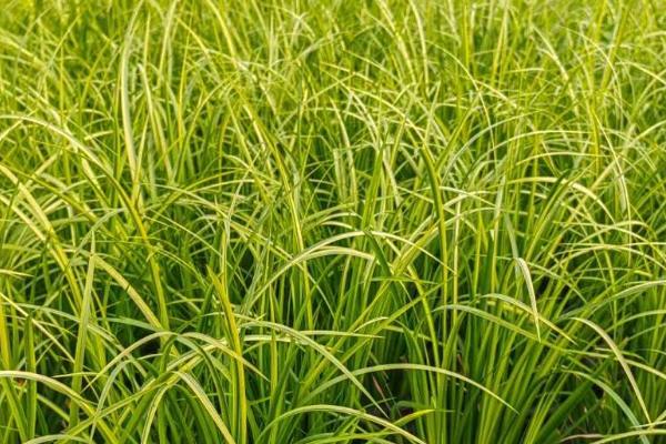 石菖蒲种植三年可以亩产多少斤，鲜货亩产量通常在800-1000斤左右