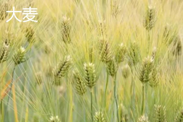 小麦与大麦有什么区别，科属、分布地区、外形不同
