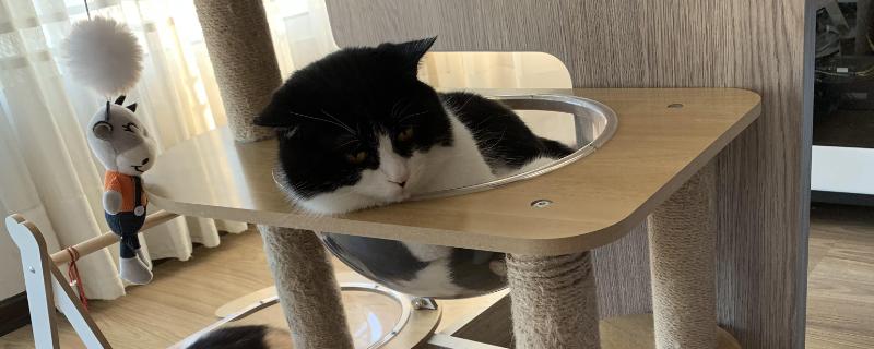 猫咪为什么会漏尿，可能是猫砂盆不干净或处于发情期