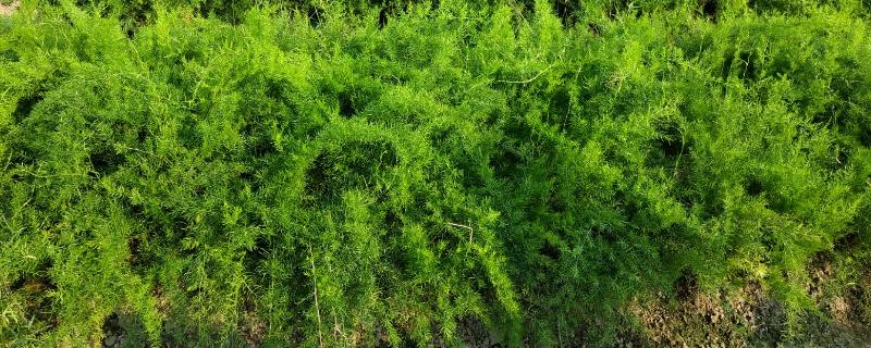 天冬的种植方式，繁殖方法有种子和分株两种