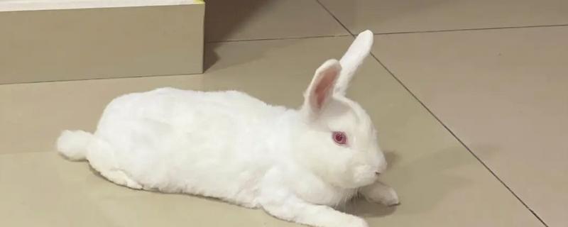 兔子的毛打湿会死吗，有可能会死
