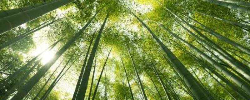 竹子会开花吗，竹子开花并不常见