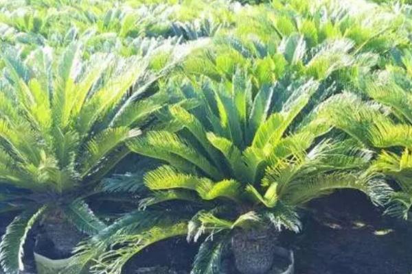 裸子植物和被子植物有什么共同点，二者均具有根、茎、叶等组织