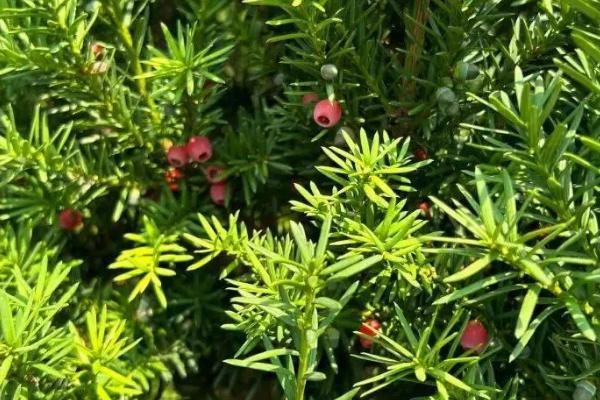 裸子植物和被子植物有什么共同点，二者均具有根、茎、叶等组织