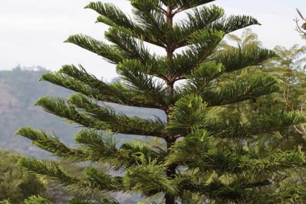 裸子植物和被子植物有什么共同点，二者均具有根、茎、叶等组织