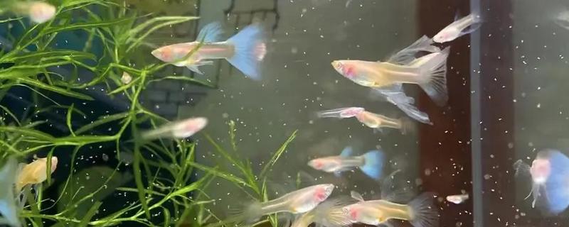 小孔雀鱼一个月可以长到什么程度，可长1厘米左右