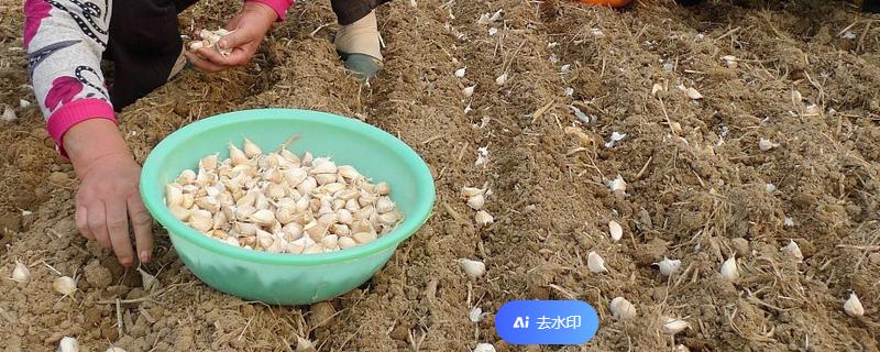 大蒜种多深合适，深度控制在五厘米左右