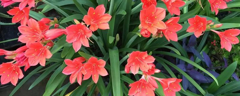 紫根兰的花期，在每年的春冬季节开花