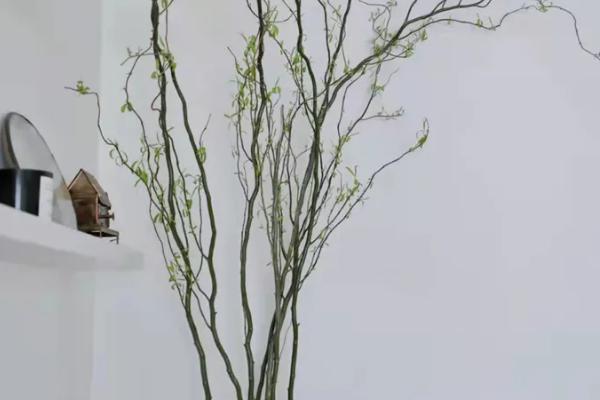 龙柳枝水培可以养多长时间，水培可以养4-5个月