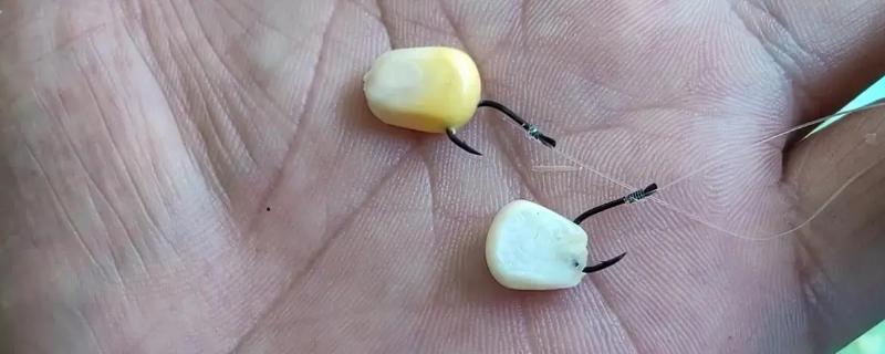 用嫩玉米怎样制作钓鱼饵料，常见的就是将嫩玉米直接脱粒使用