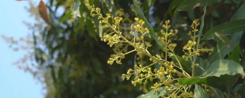 扁桃树的花期，花期为10天左右