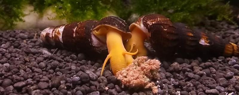 橙兔螺的繁殖次数,每年繁殖5次左右