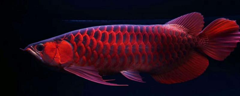 怎么养红龙鱼,饲养初期每周换水20-30%