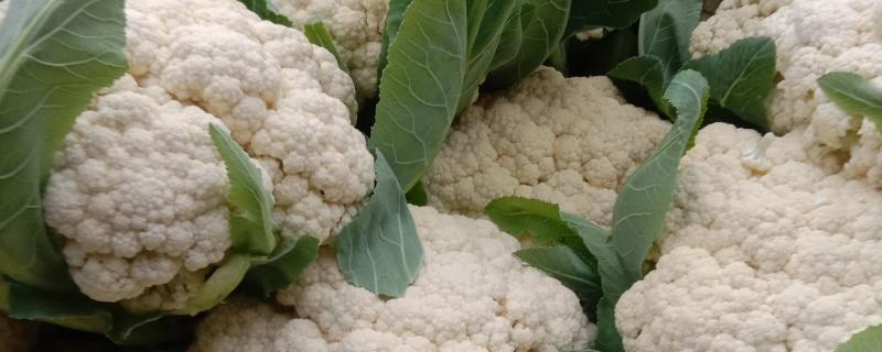 白花菜的常见虫害防治方法，可以在土地里面撒上石灰