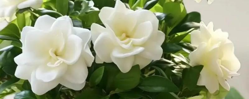栀子花的寓意，寓意纯洁、永恒等