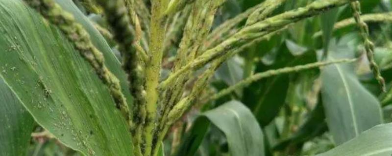 玉米蚜虫害的为害特点，为害叶片时会分泌蜜露